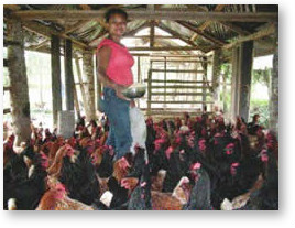 Chicken Farming